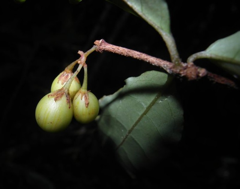 Psorospermum humile photo 5
