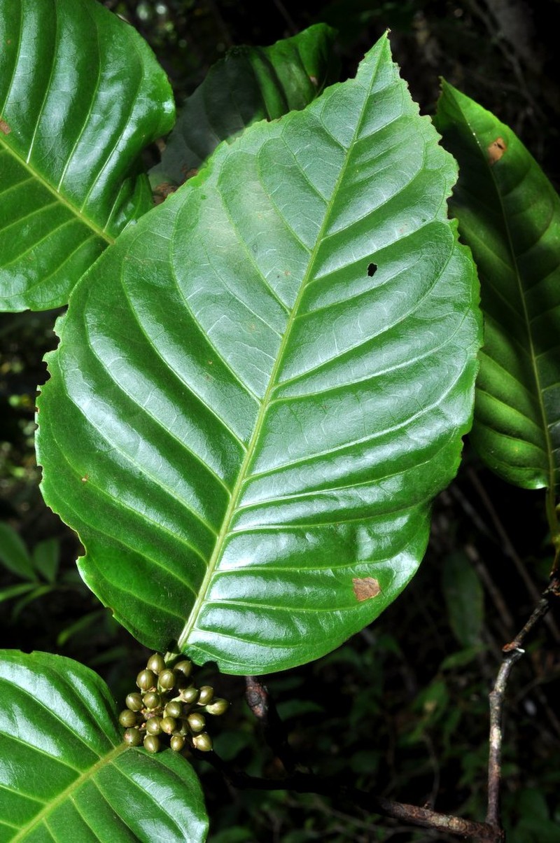 Psorospermum lamianum