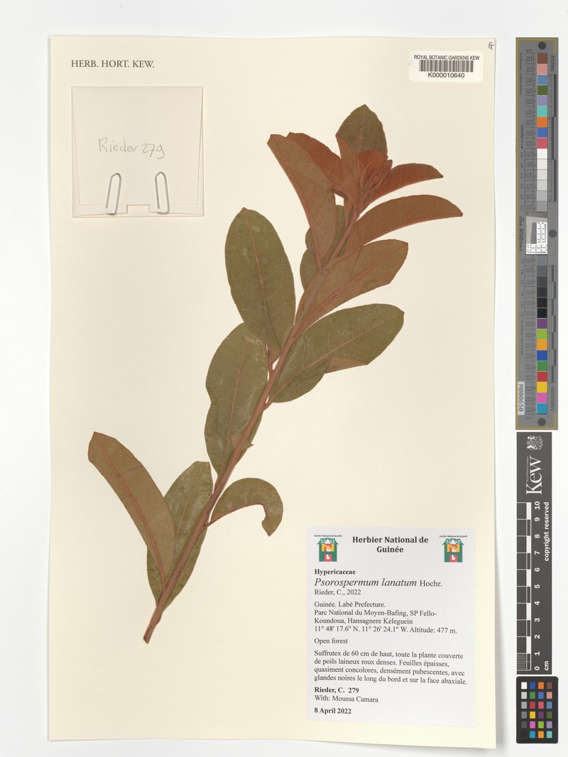 Psorospermum lanatum
