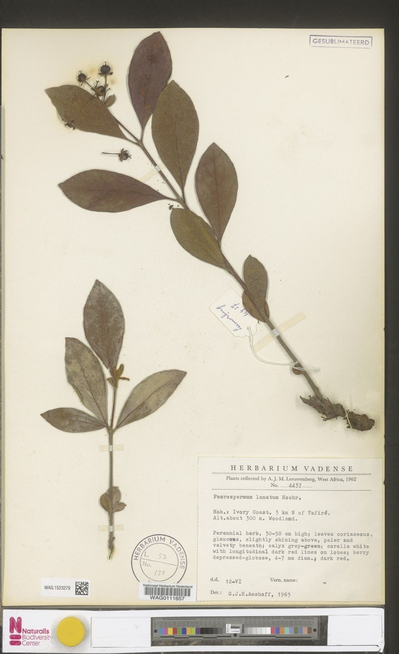 Psorospermum lanatum photo 2