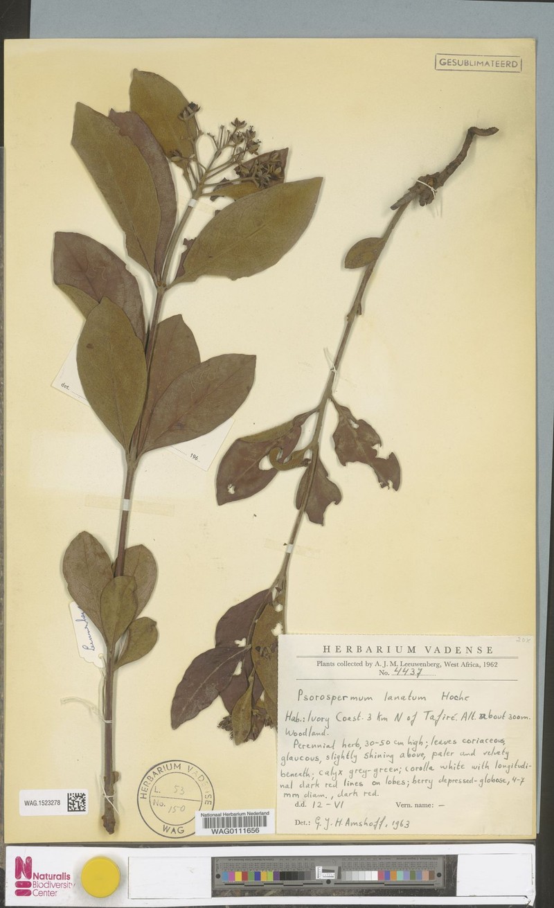 Psorospermum lanatum photo 3