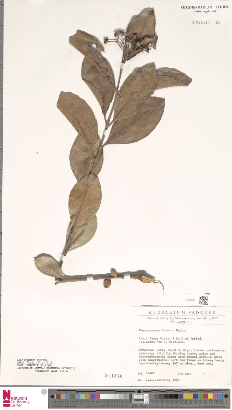 Psorospermum lanatum photo 4