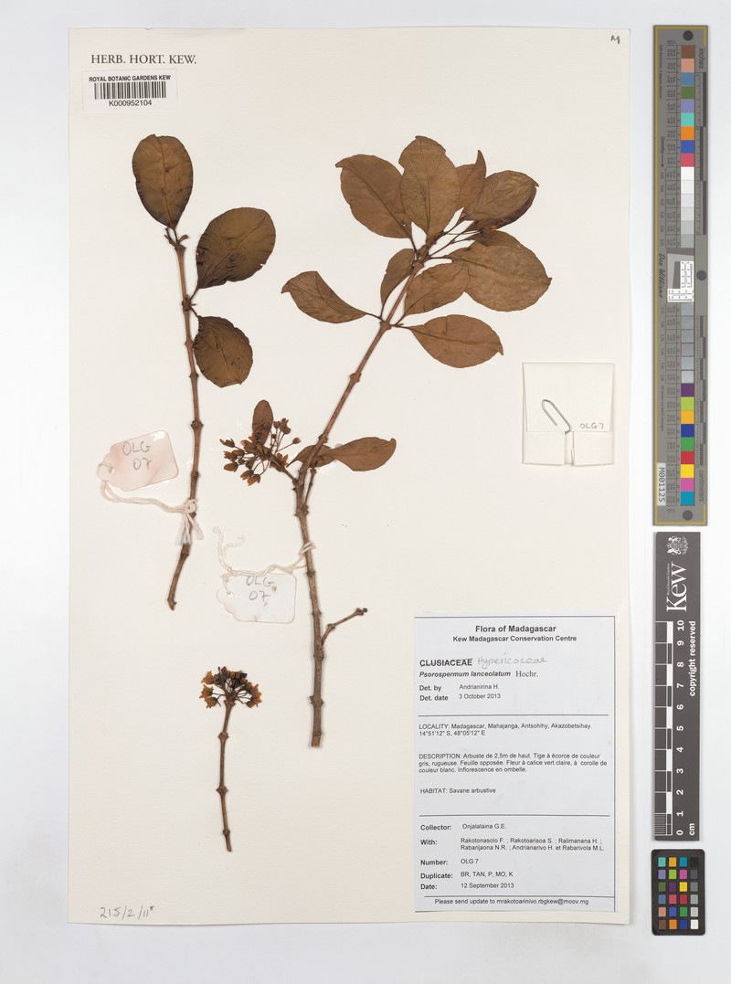Psorospermum lanceolatum