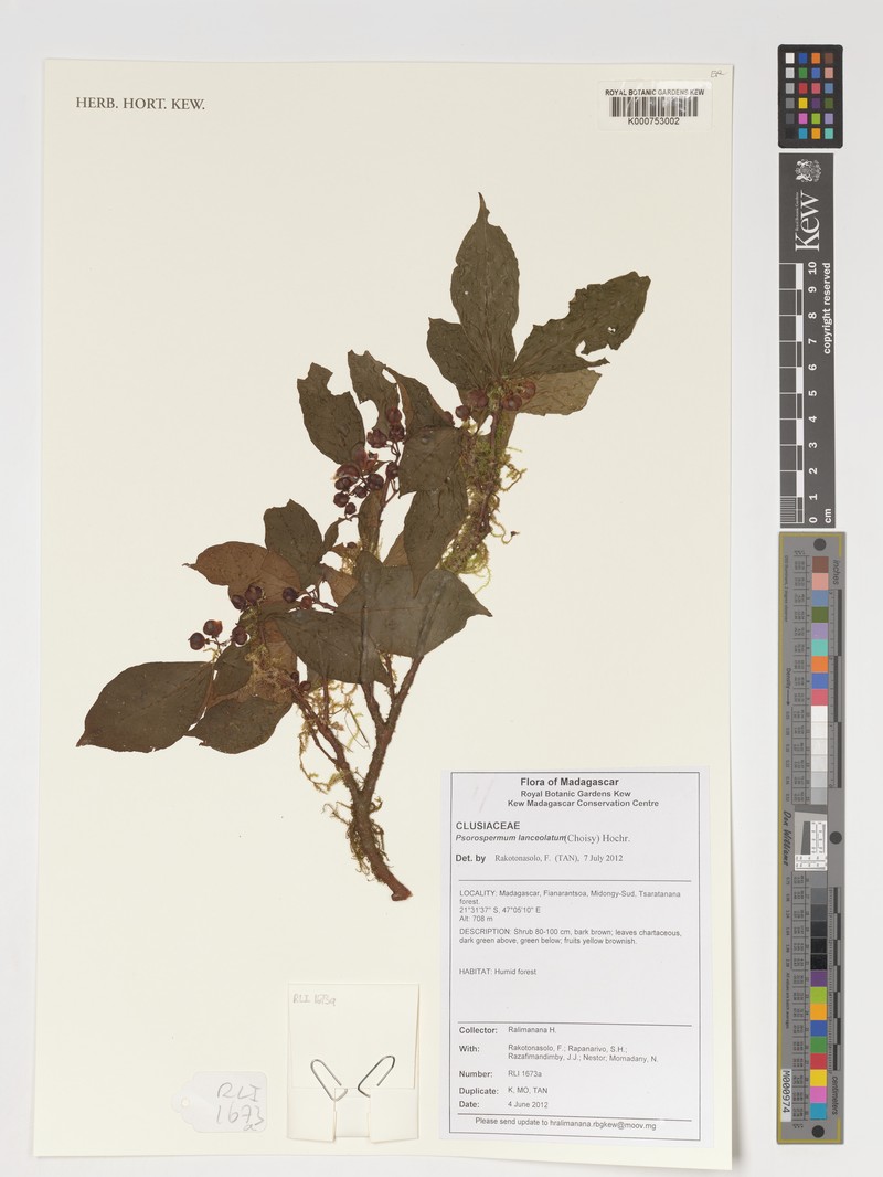 Psorospermum lanceolatum photo 2
