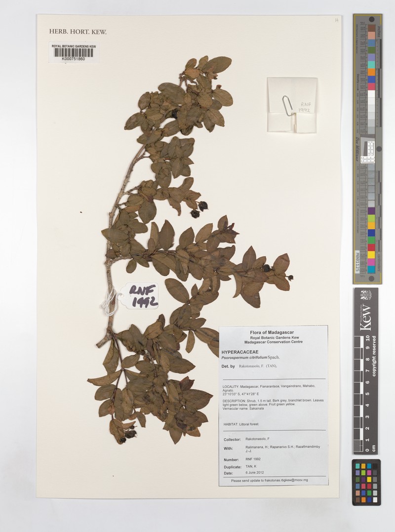 Psorospermum lanceolatum photo 3