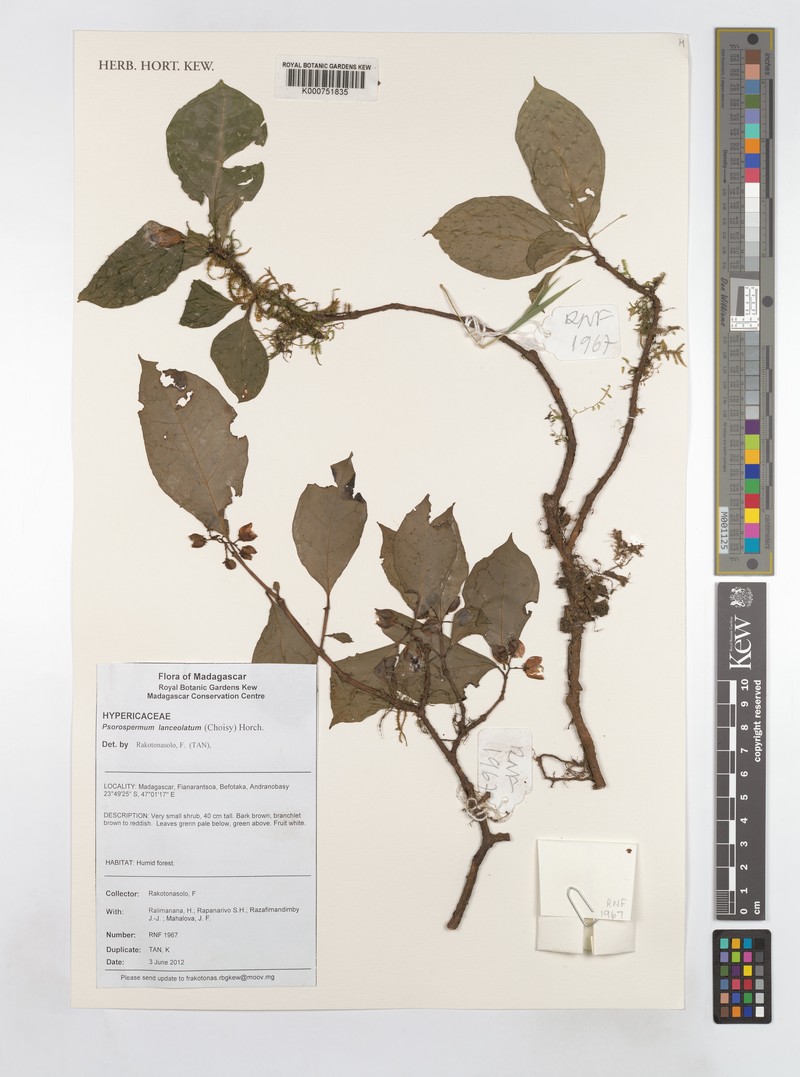 Psorospermum lanceolatum photo 4