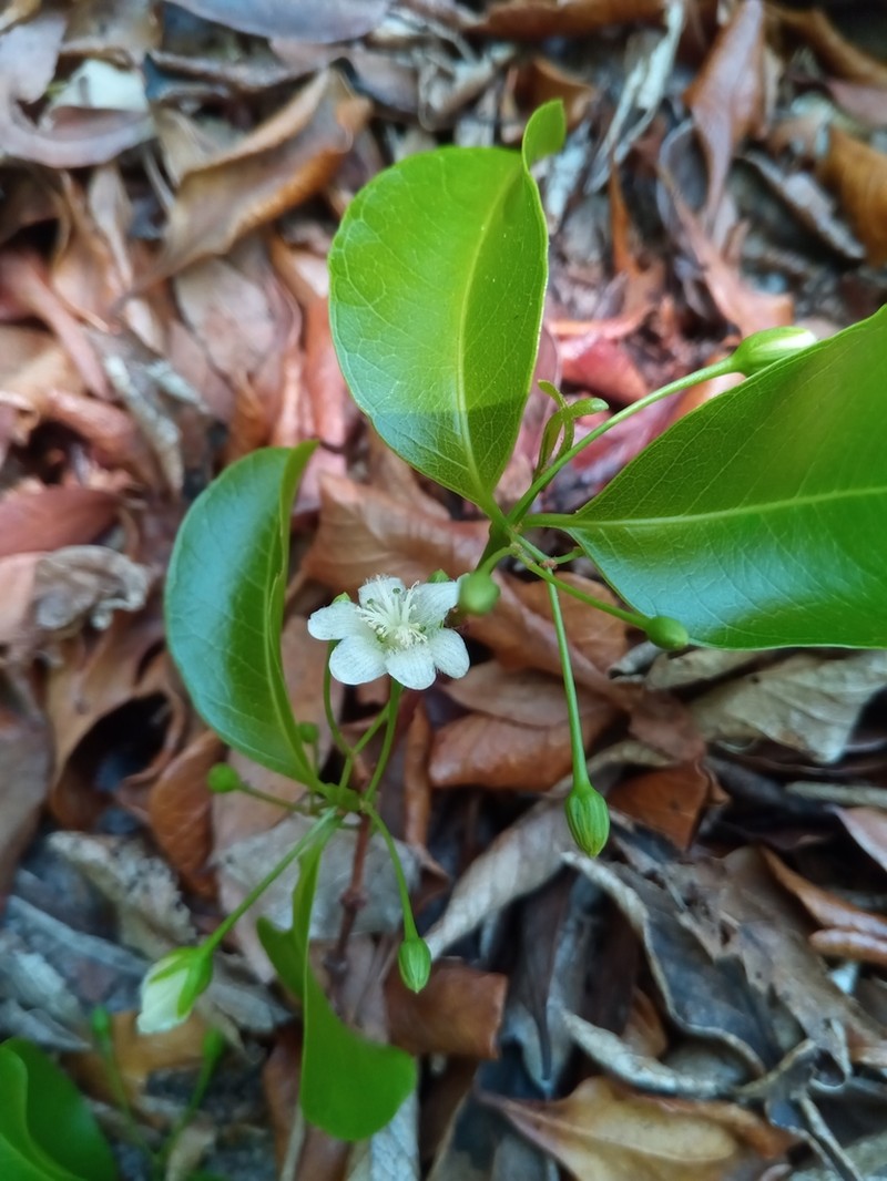Psorospermum malifolium