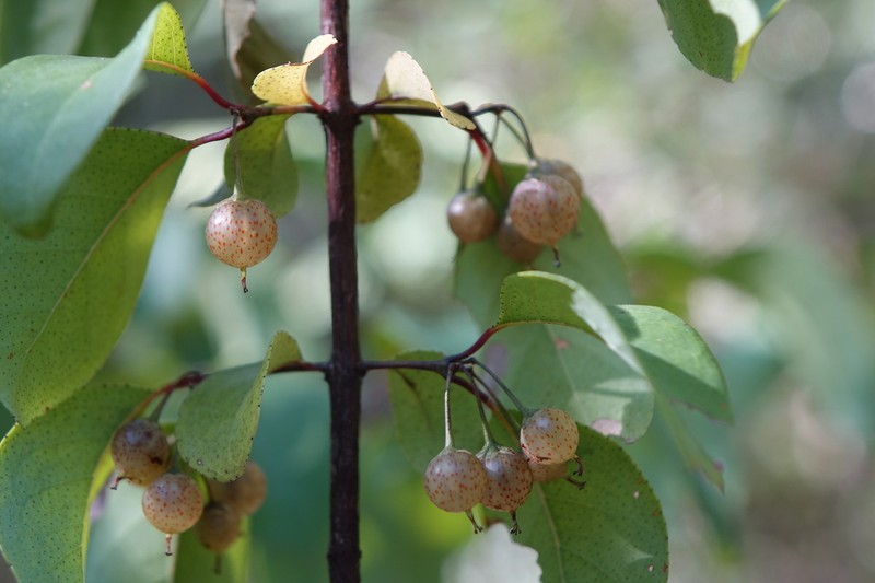 Psorospermum malifolium photo 2