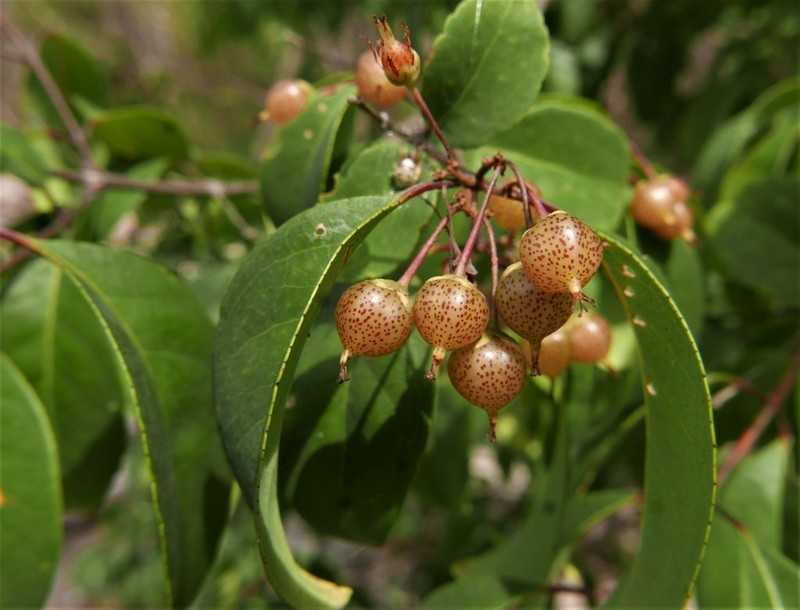 Psorospermum malifolium photo 3