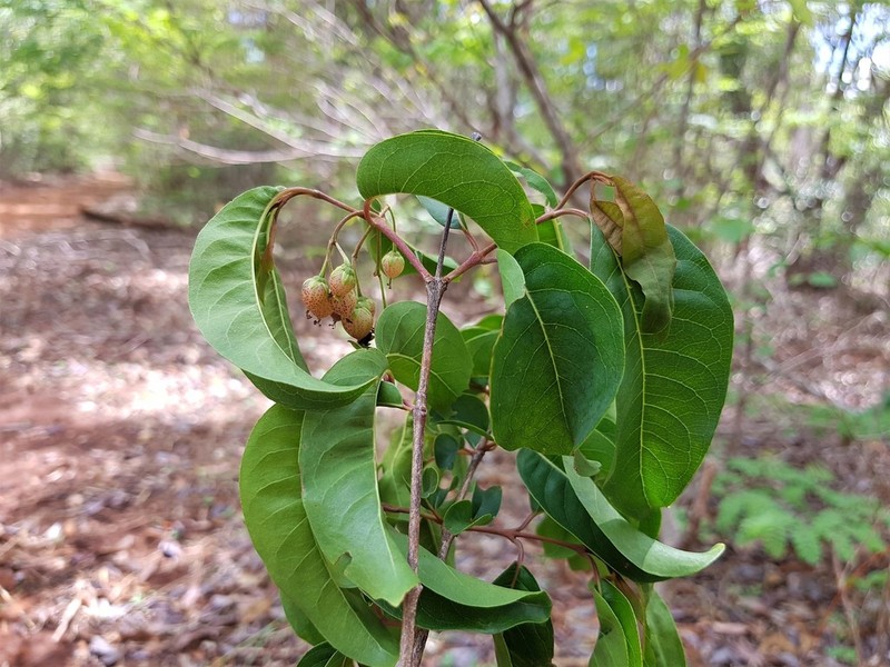 Psorospermum malifolium photo 4