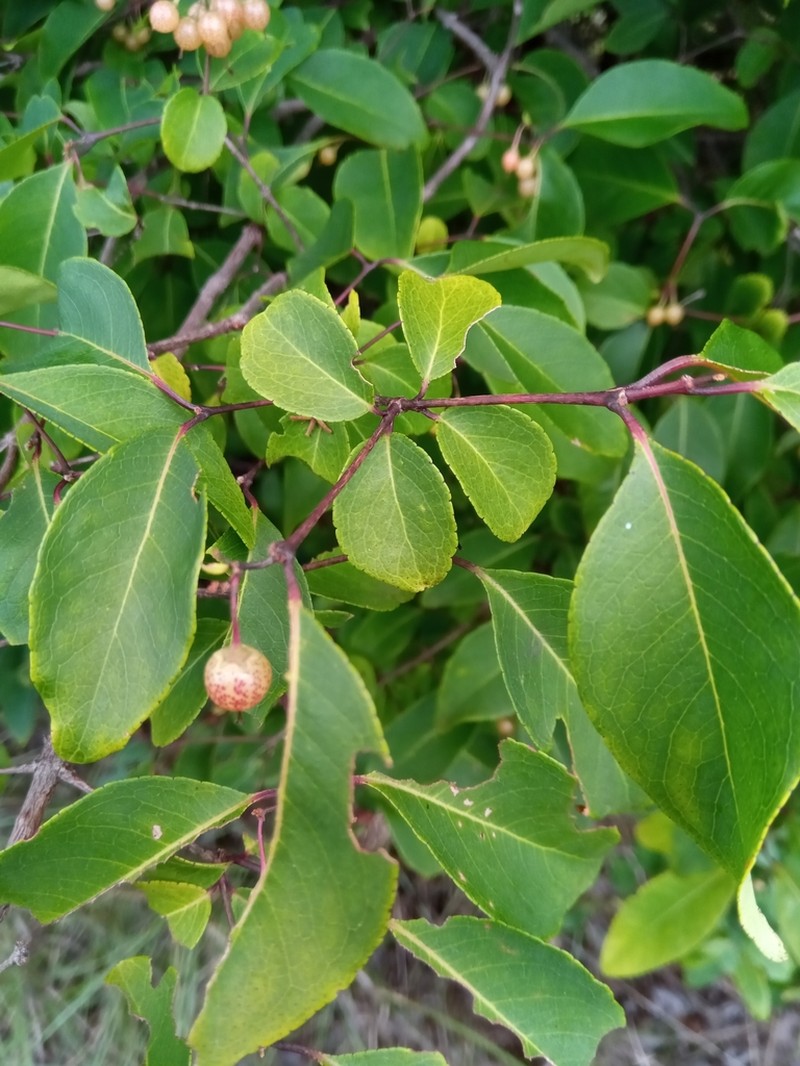 Psorospermum malifolium photo 5