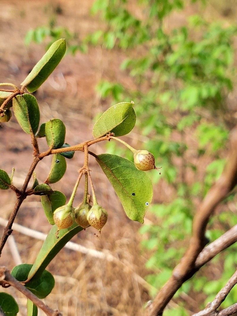 Psorospermum malifolium photo 6