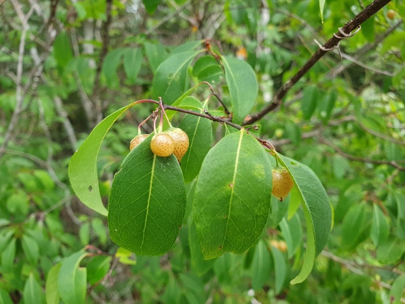 Psorospermum malifolium photo 8