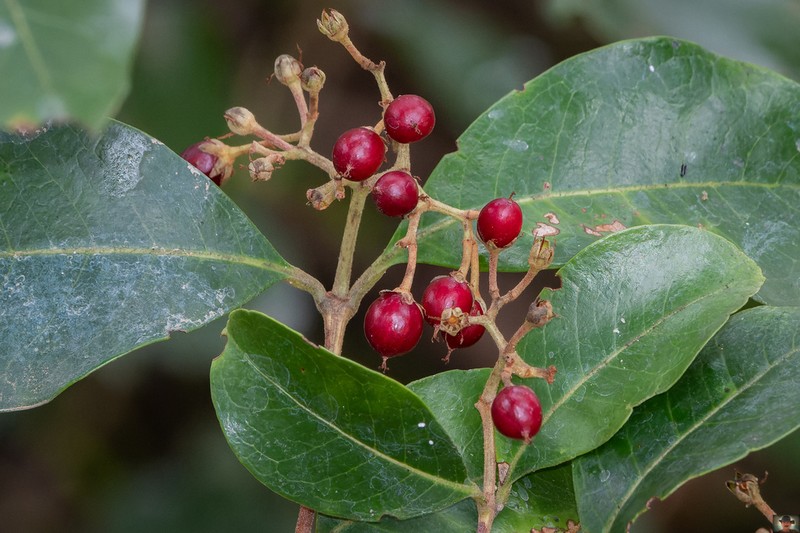 Psorospermum mechowii