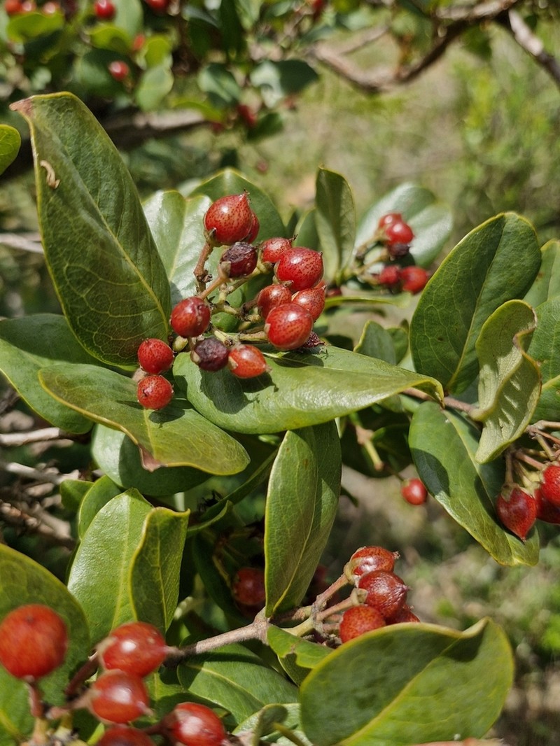 Psorospermum mechowii photo 2