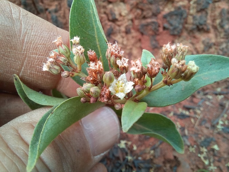 Psorospermum mechowii photo 3