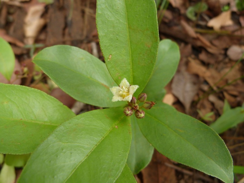 Psorospermum mechowii photo 4