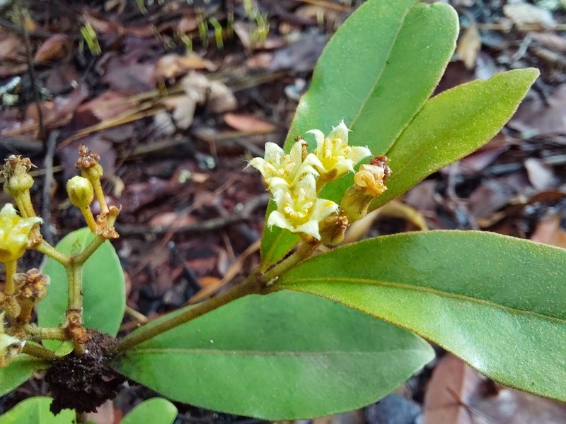 Psorospermum mechowii photo 5