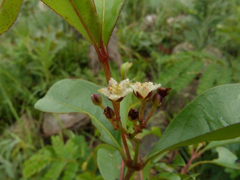Psorospermum mechowii photo 6