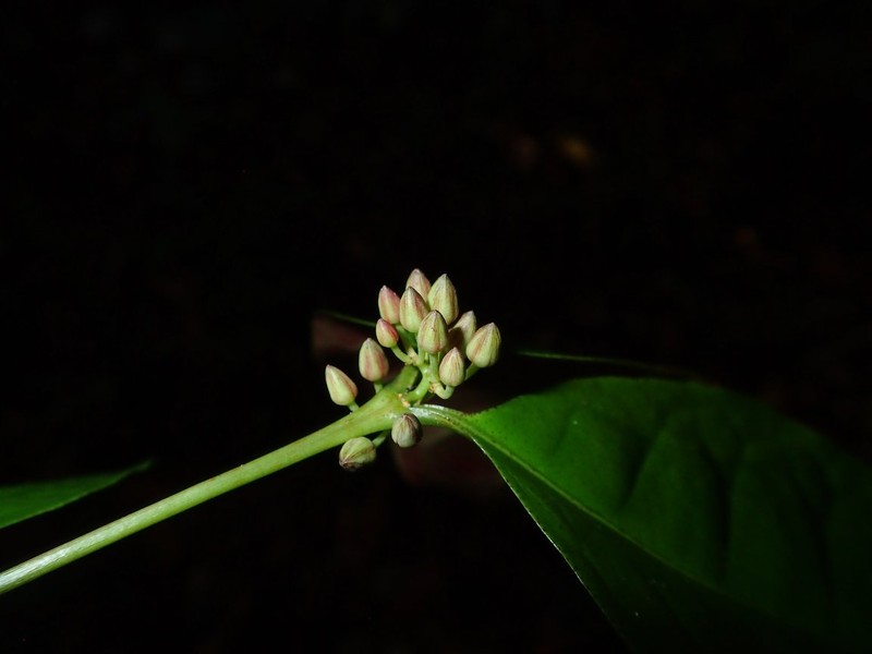 Psorospermum membranaceum