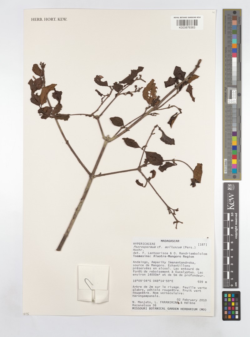 Psorospermum molluscum photo 3