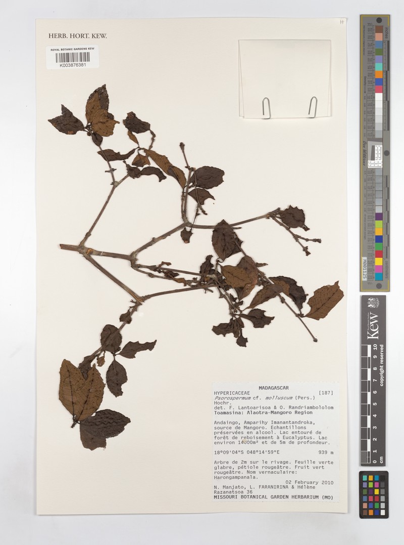 Psorospermum molluscum photo 4