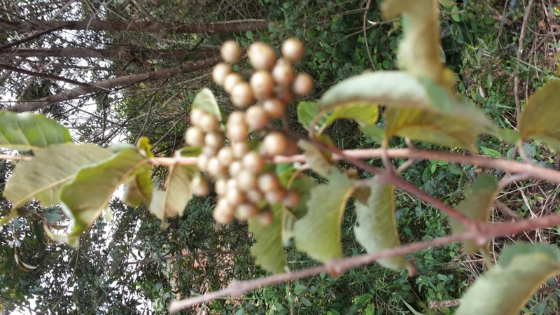 Psorospermum nervosum