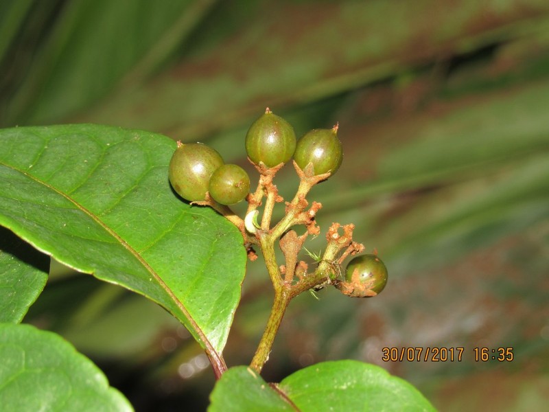 Psorospermum nervosum photo 2
