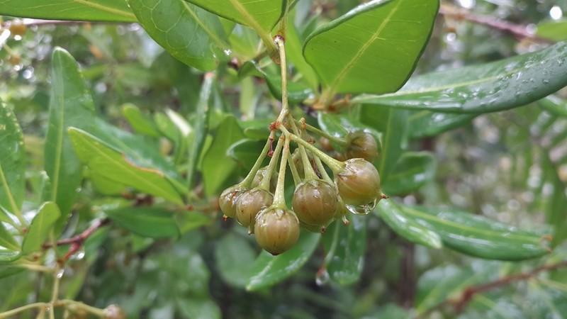 Psorospermum revolutum