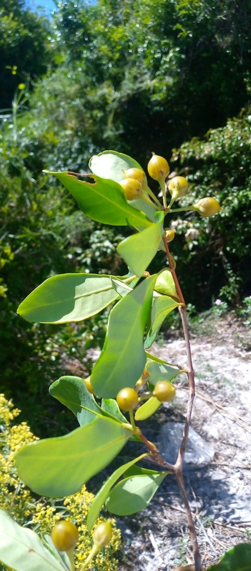 Psorospermum revolutum photo 2