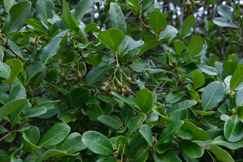 Psorospermum revolutum photo 3