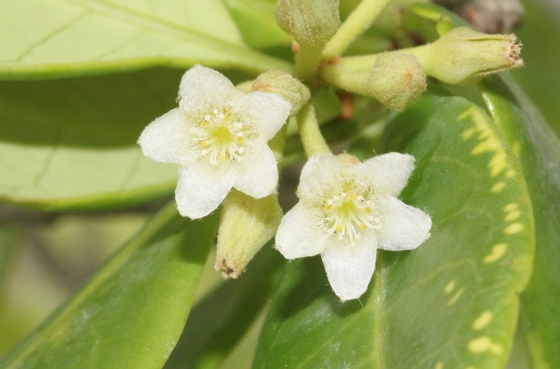 Psorospermum revolutum photo 4