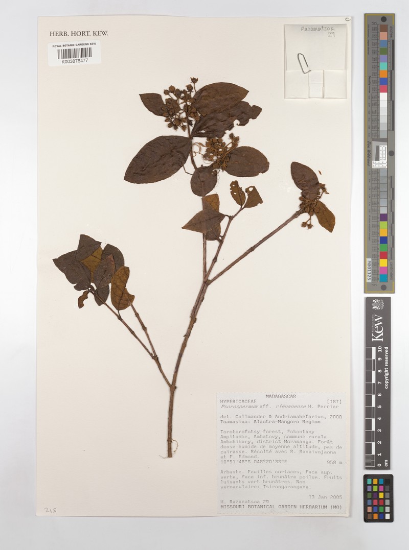 Psorospermum rienanense