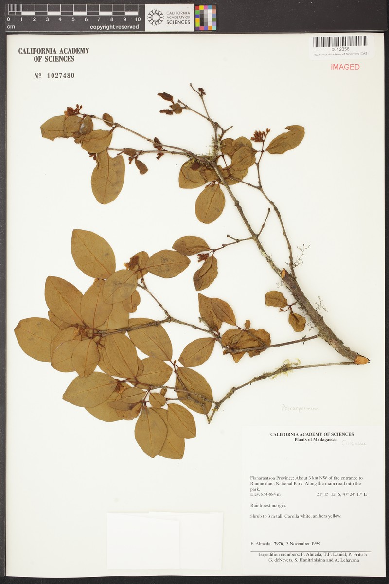 Psorospermum rienanense photo 4