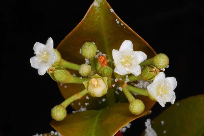Psorospermum rubrifolium
