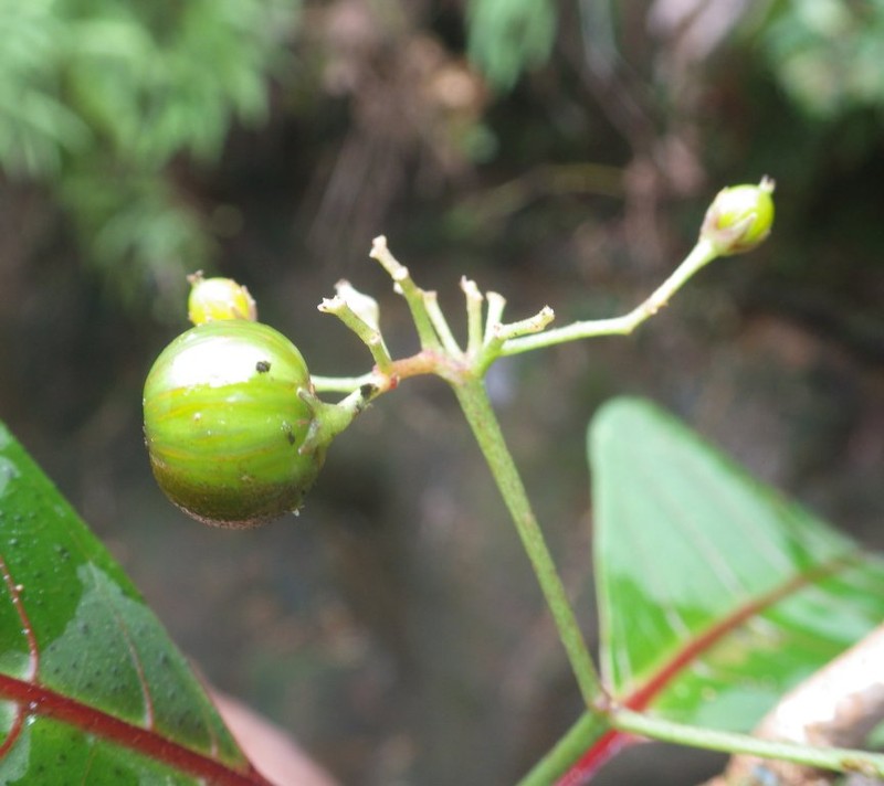 Psorospermum rubrifolium photo 2