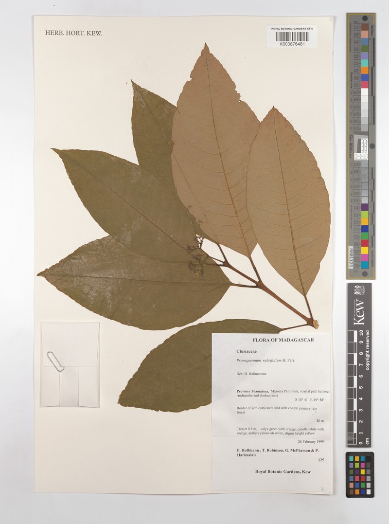 Psorospermum rubrifolium photo 3