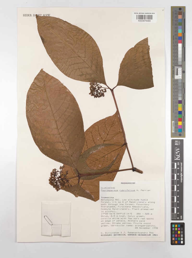 Psorospermum rubrifolium photo 4