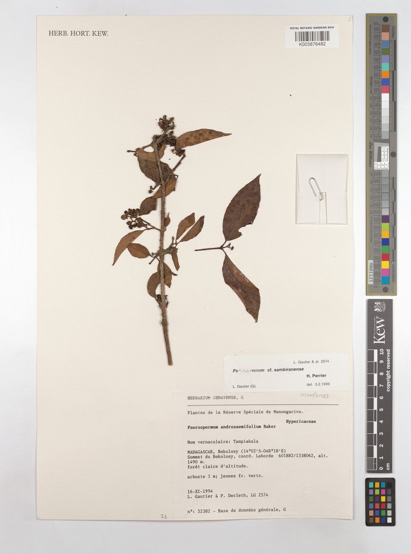 Psorospermum sambiranense photo 3