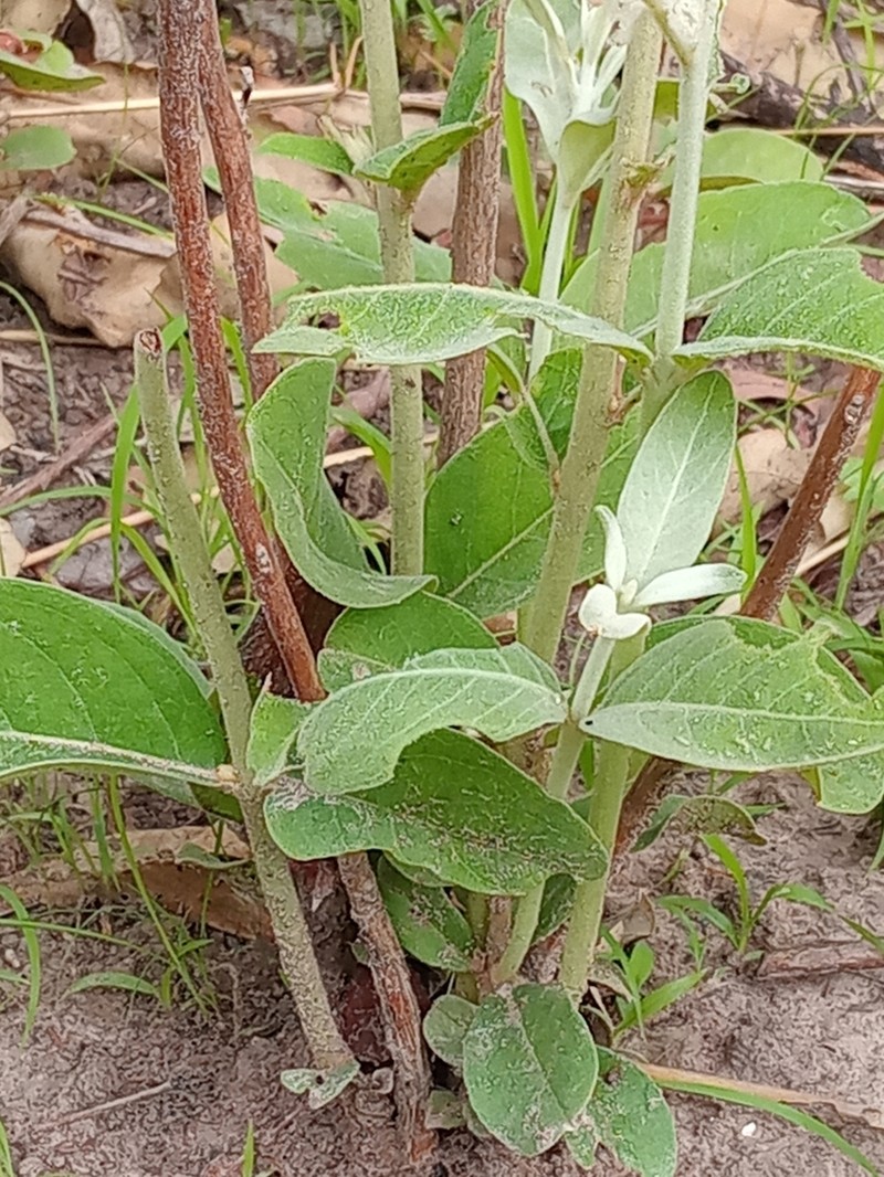 Psorospermum senegalense