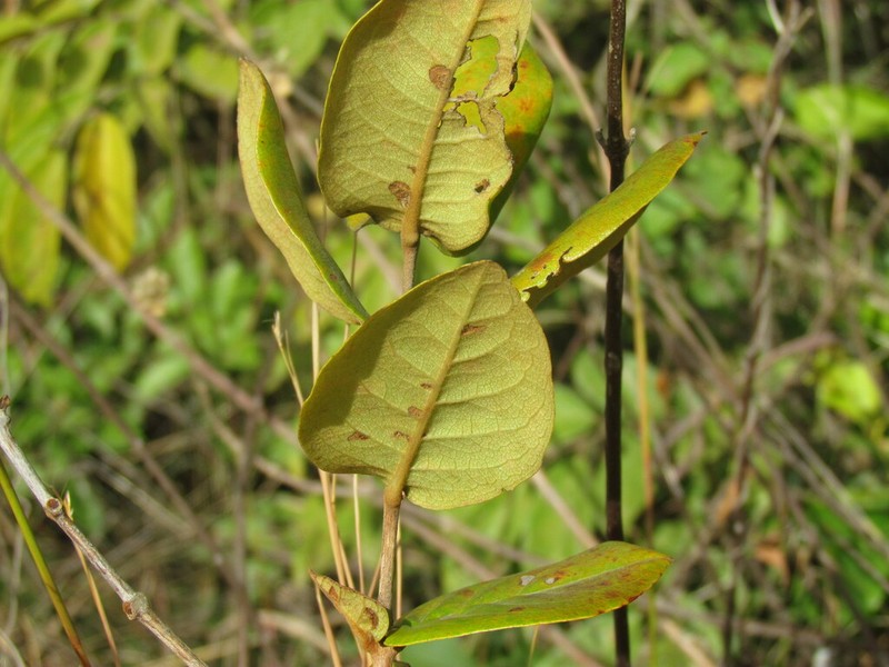 Psorospermum senegalense photo 2