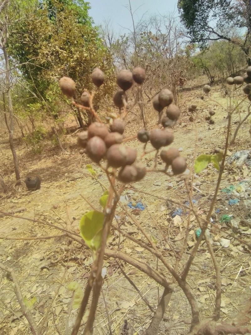 Psorospermum senegalense photo 3