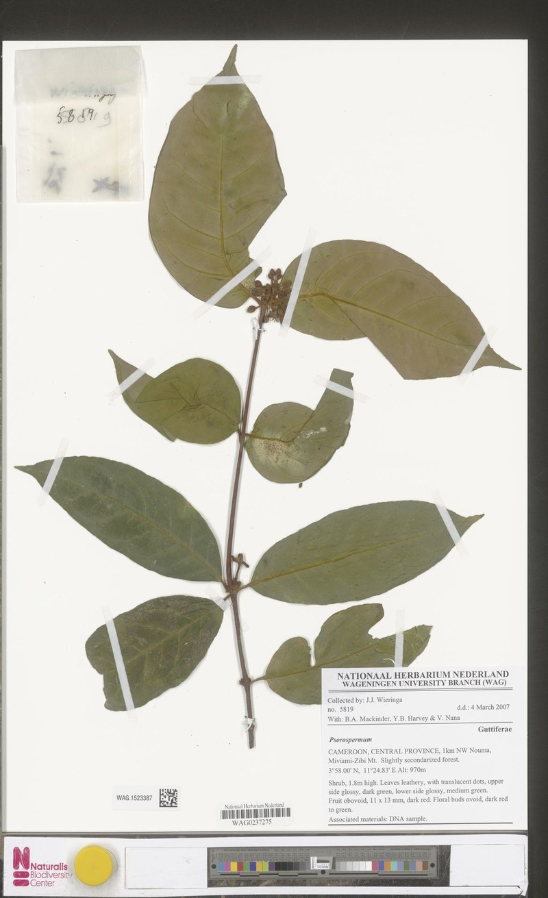 Psorospermum staudtii photo 2