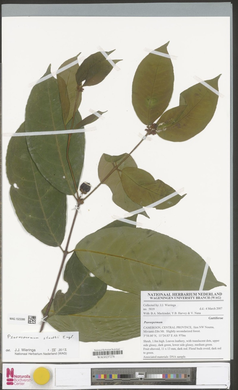 Psorospermum staudtii photo 3