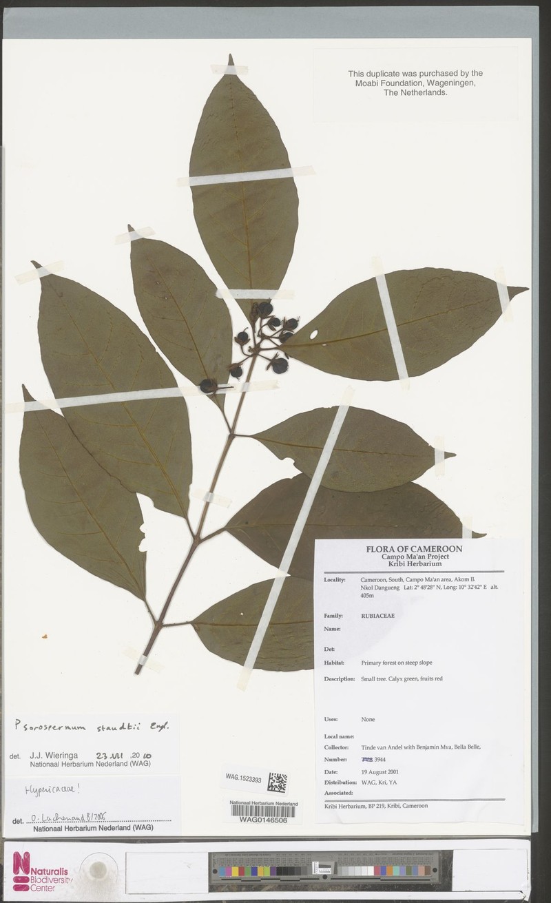 Psorospermum staudtii photo 4