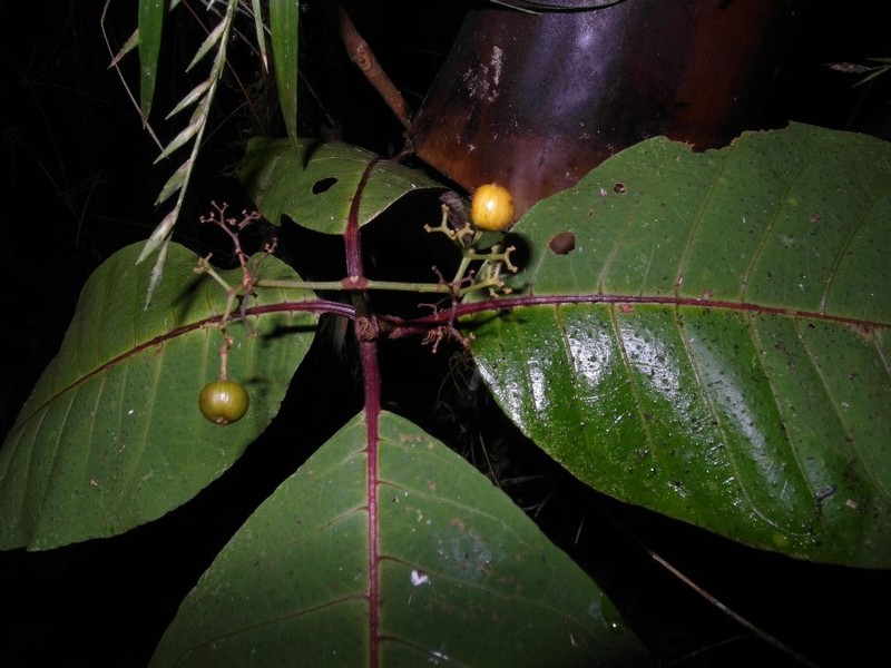 Psorospermum stenophyllum