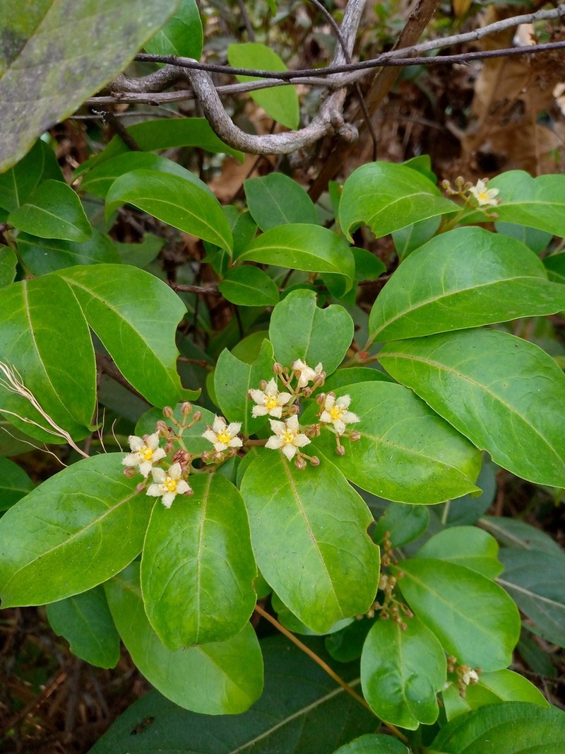 Psorospermum tenuifolium