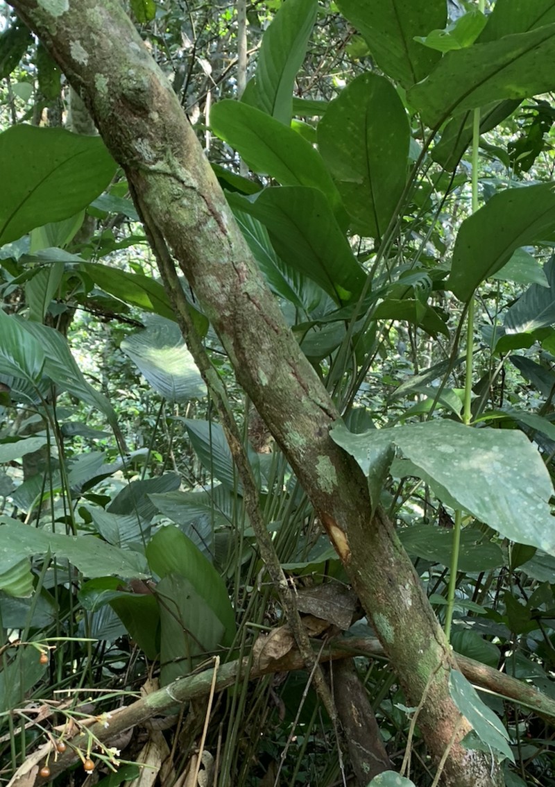 Psorospermum tenuifolium photo 2