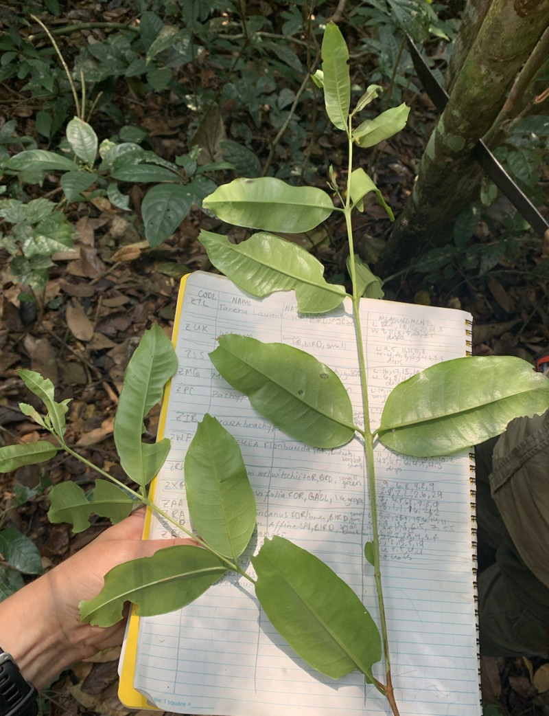 Psorospermum tenuifolium photo 3