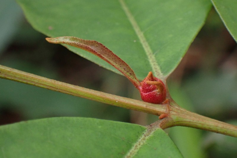 Psorospermum tenuifolium photo 4